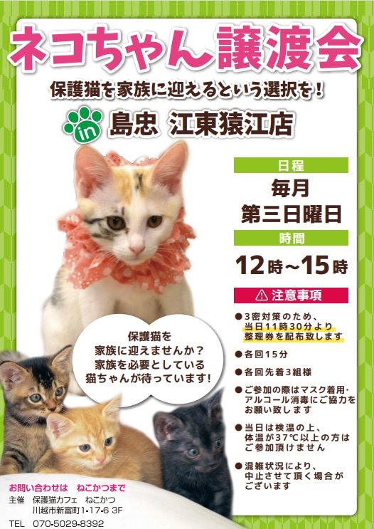 11月20日(日)島忠江東猿江店様にて保護猫譲渡会